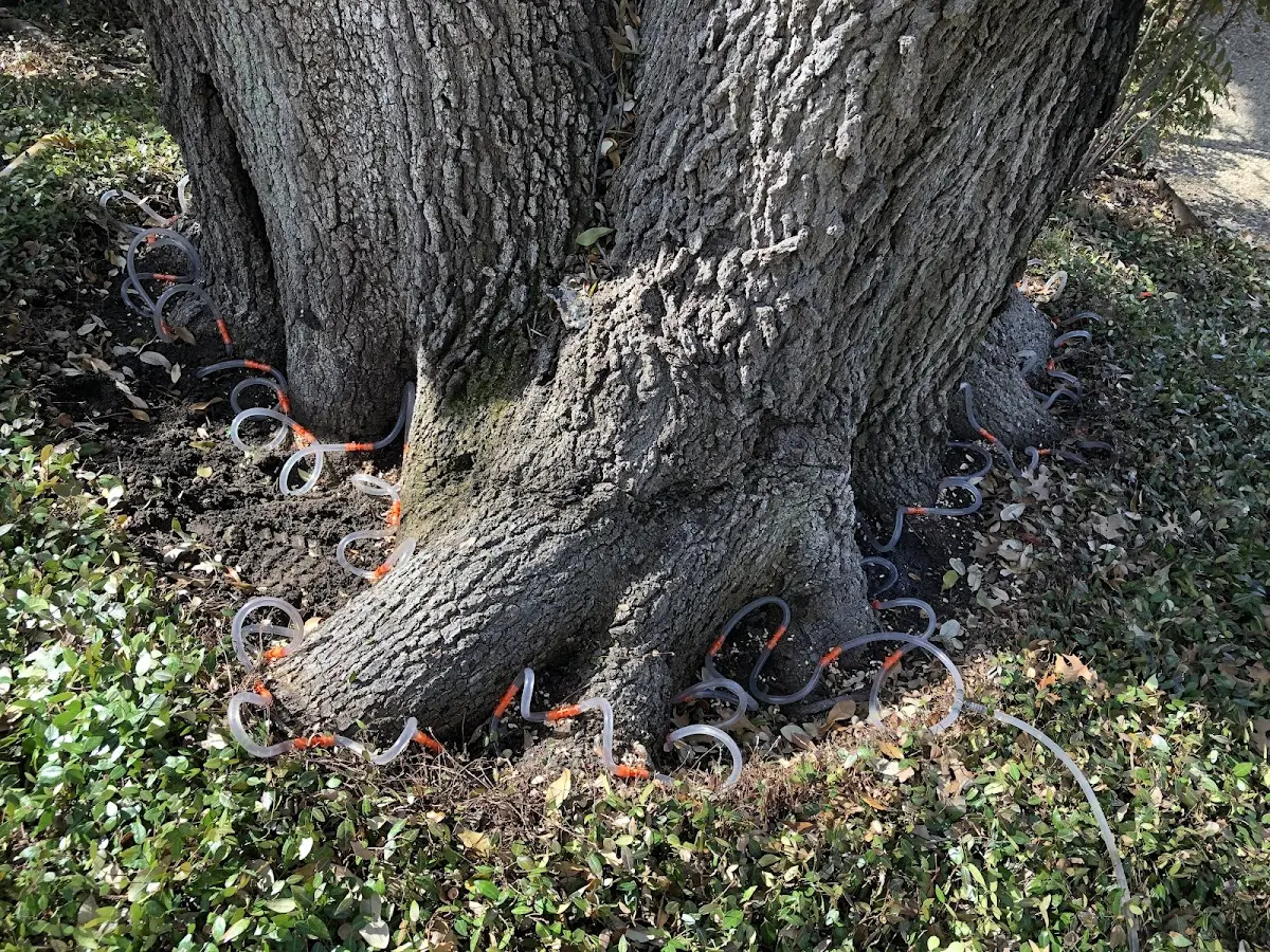 Detailed Tree Cabling and Bracing job site in Bassett